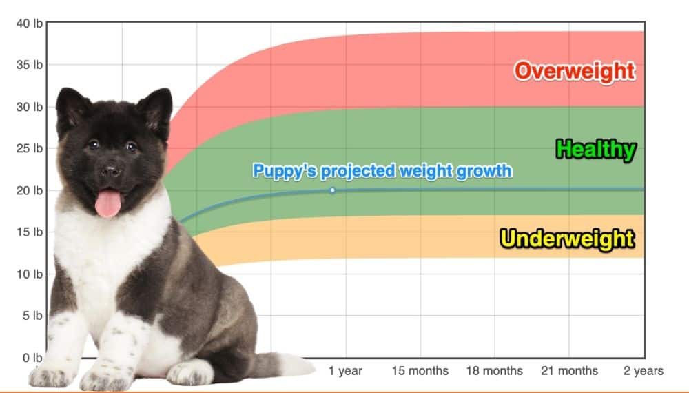 American Akita Weight+Growth Chart 2024 How Heavy Will My American